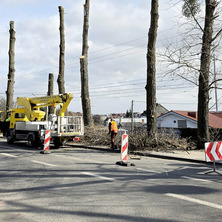 Wiosenne przycinanie drzew. Prace na jednej z ulic