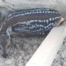 Strażnicy uratowali młodą sarnę. Wpadła do głębokiego wykopu