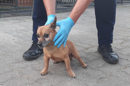 fot. Straż Miejska Nakło nad Notecią