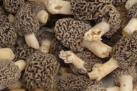 fot. Wojewódzka Stacja Sanitarno-Epidemiologiczna w Bydgoszczy